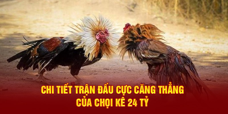 Chi tiết trận đấu cực căng thẳng của chọi kê 24 tỷ