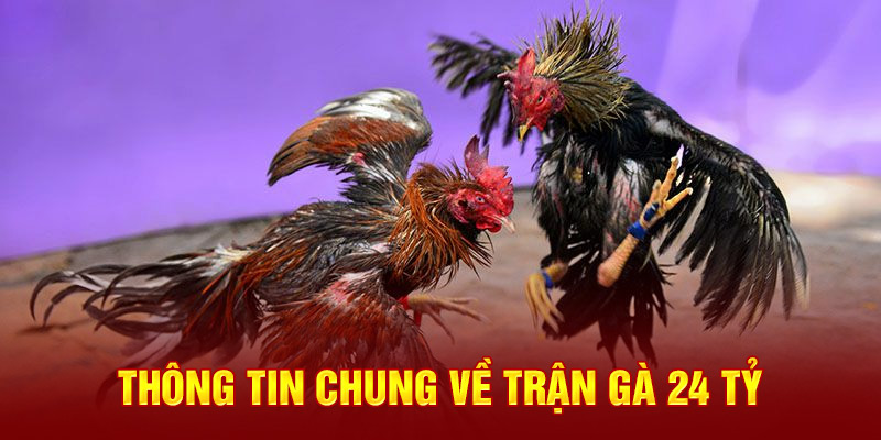 Thông tin chung về trận gà 24 tỷ